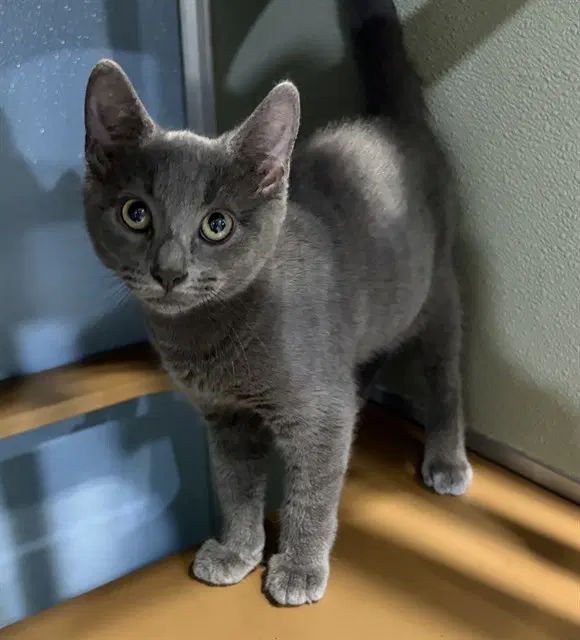 Murray - Domestic Short Hair