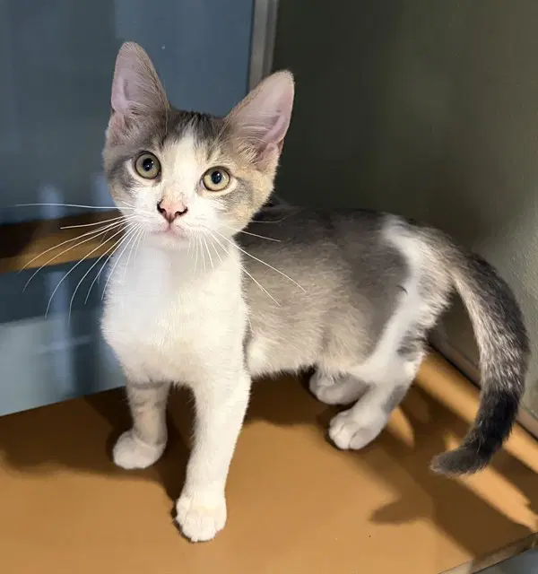 Ted - Domestic Short Hair