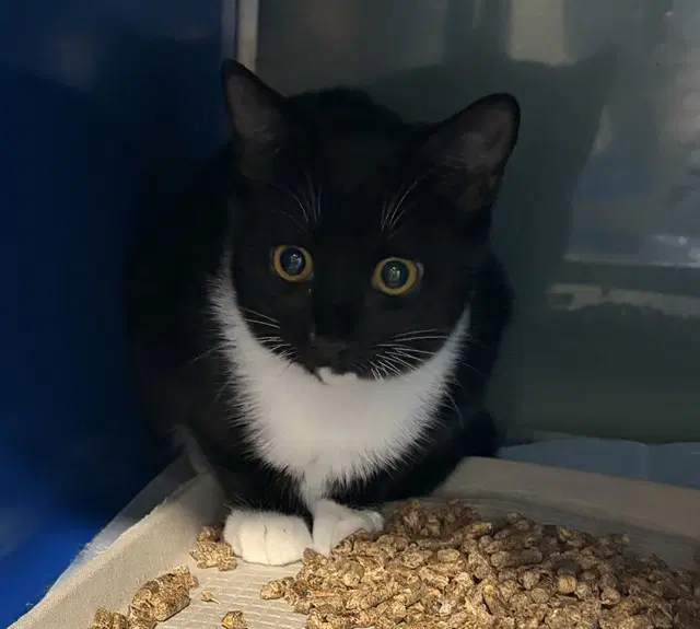 Tasha - Domestic Short Hair