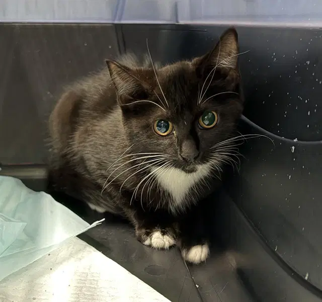 Bessie - Domestic Short Hair