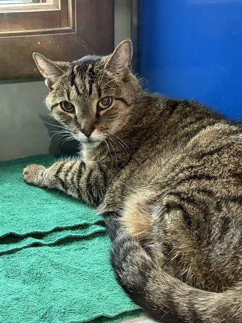 Precious - Domestic Short Hair
