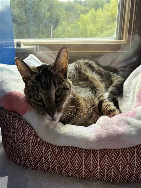 Precious - Domestic Short Hair