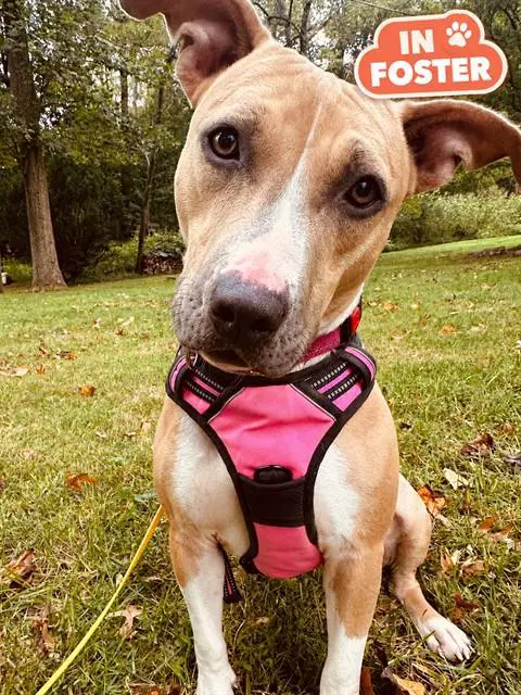 Fawn - American Pit Bull Terrier