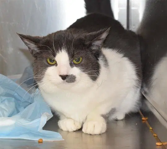Madona - Domestic Short Hair