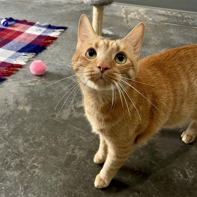 SALVATOR, cat — photo 1 of 1