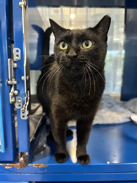 Pam - Domestic Short Hair