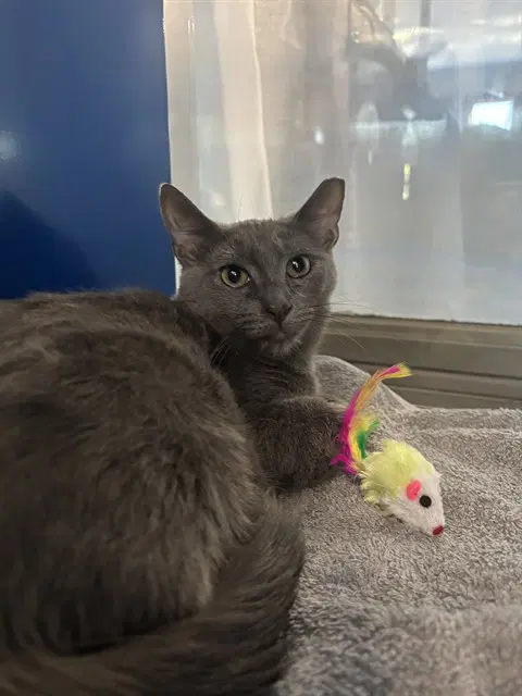 Jim - Domestic Short Hair