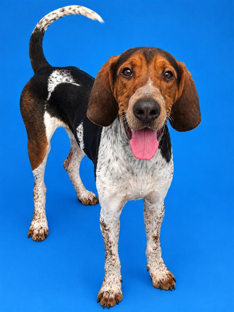 BLUE, dog — photo 1 of 1