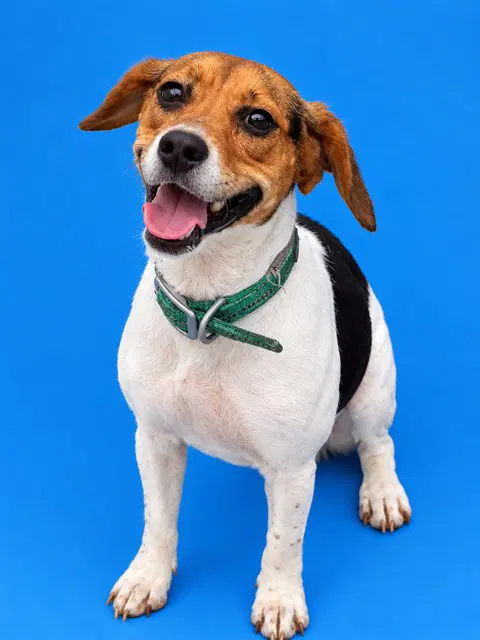 Myrtle - Beagle