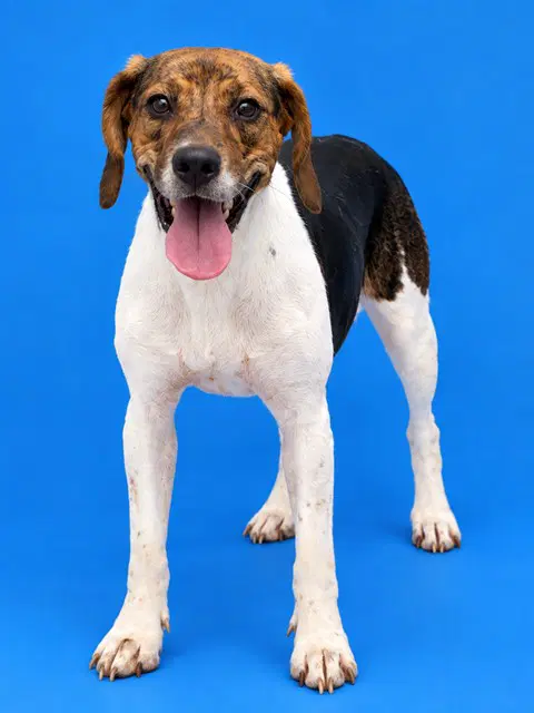 Lily - Beagle