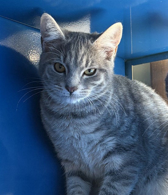 SARABI, cat — photo 1 of 1