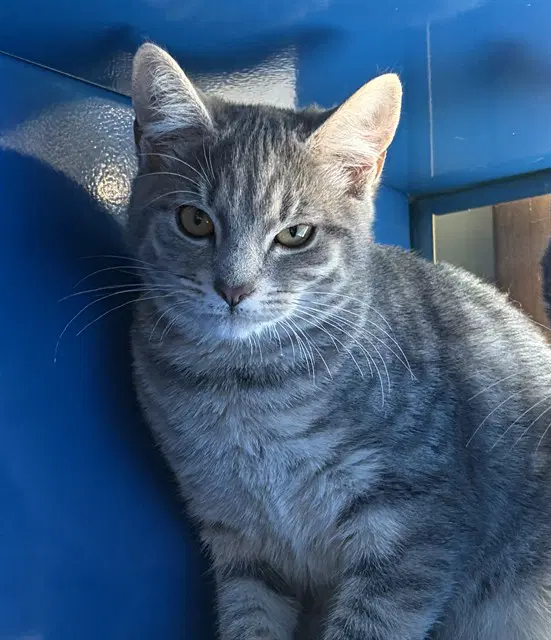 Sarabi - Domestic Short Hair