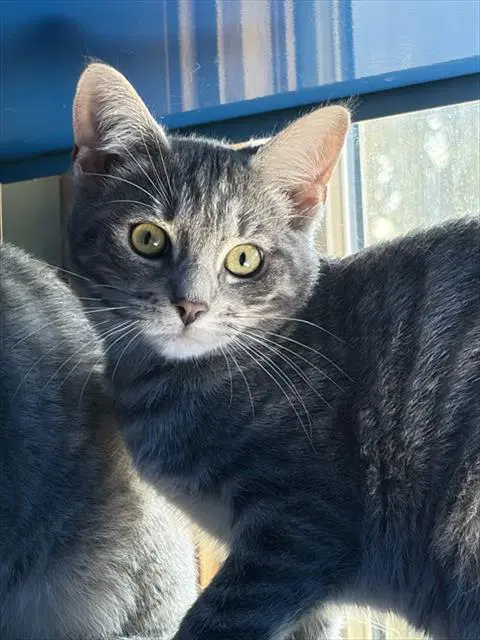 Seraphina - Domestic Short Hair