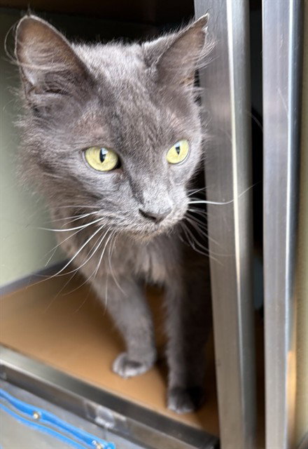 DRAC, cat — photo 1 of 1