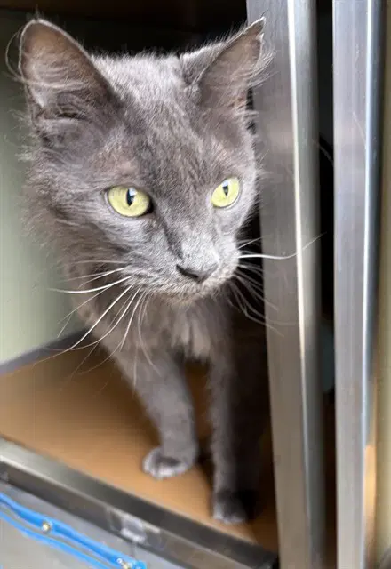 Drac - Domestic Long Hair