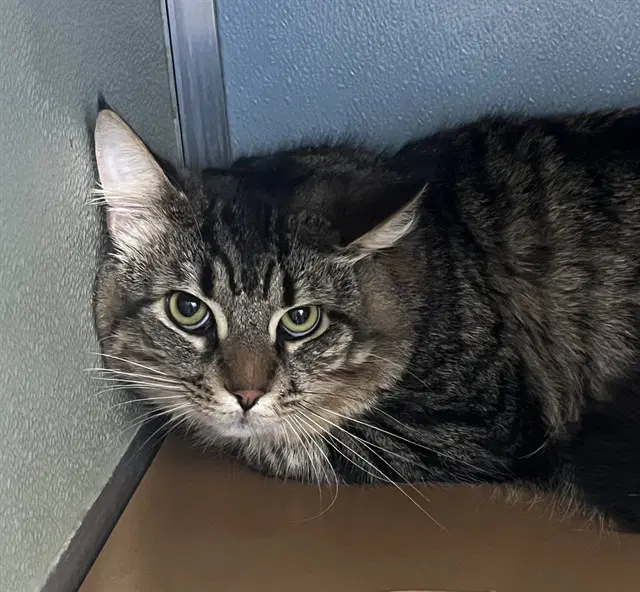 Shiloh - Domestic Medium Hair
