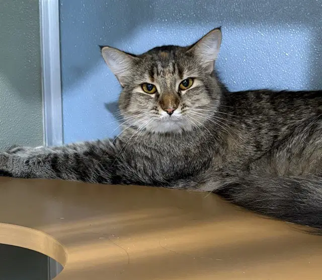 Pixie - Domestic Medium Hair