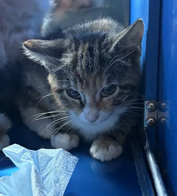 Eleanor - Domestic Short Hair
