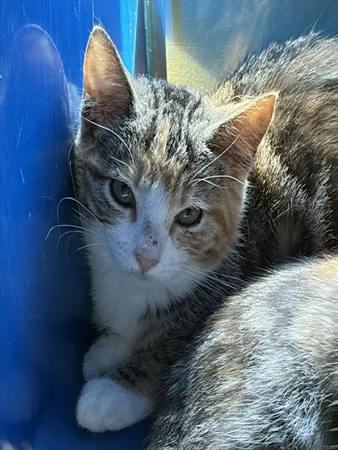 Charlotte - Domestic Short Hair