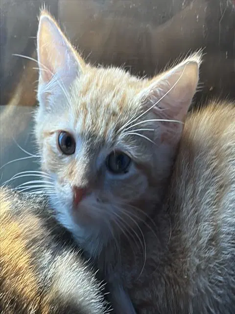 Henry - Domestic Short Hair