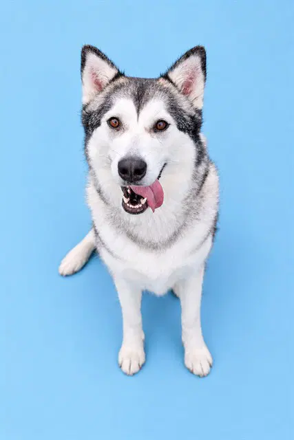 Lilliebelle - Siberian Husky
