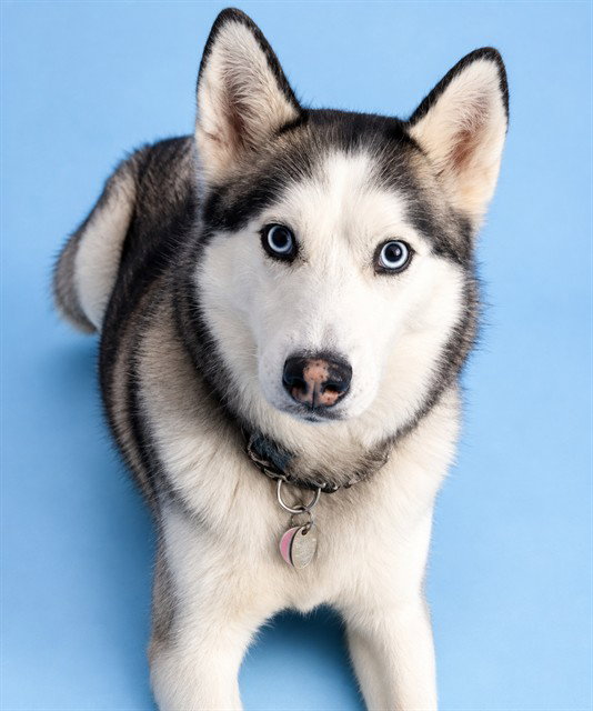 ROXY, dog — photo 1 of 1