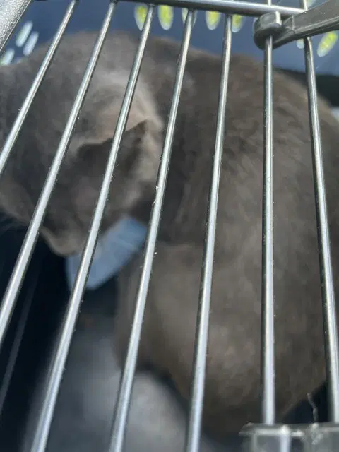 Unknown - Domestic Short Hair