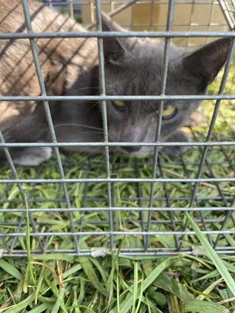 Unknown - Domestic Short Hair