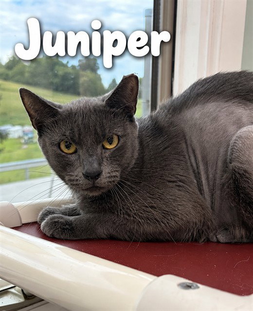 JUNIPER
