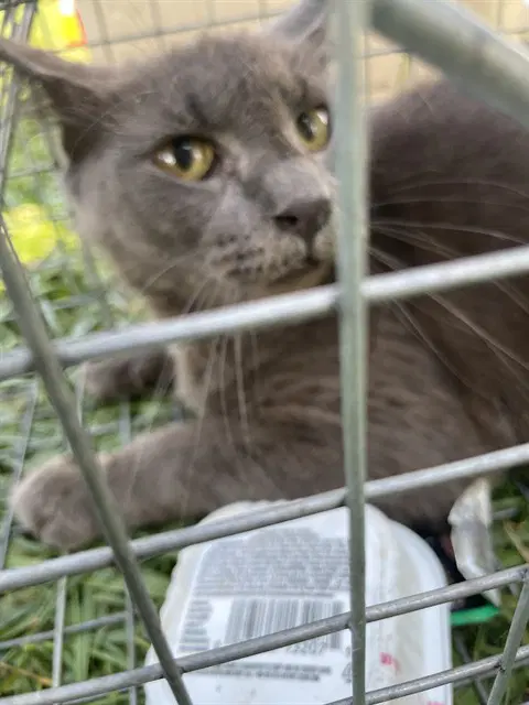 Unknown - Domestic Short Hair