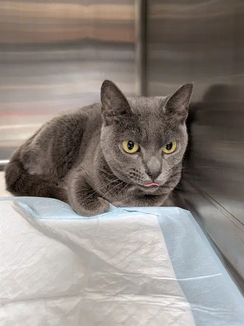 Nessa - Domestic Short Hair