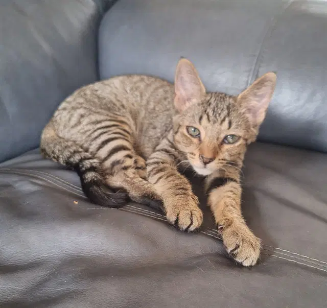 Yoshi - Domestic Short Hair