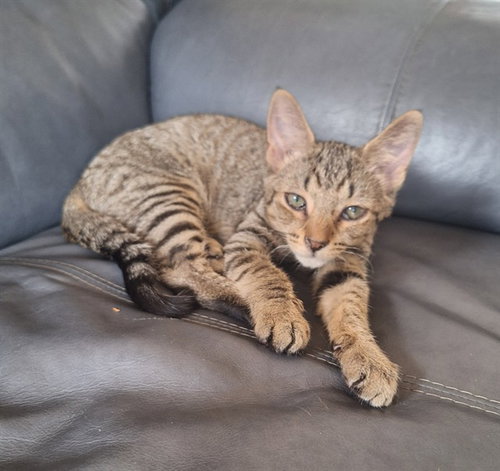 picture of the cat needing adoption
