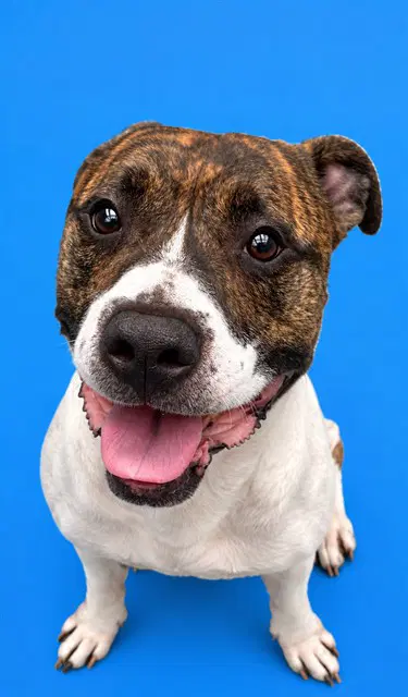 Gambit - Pit Bull Terrier