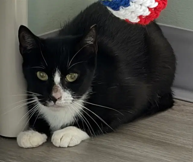 Sushi - Domestic Short Hair