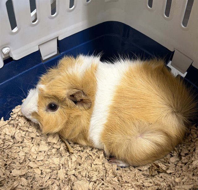 TEDDY, other — photo 1 of 1