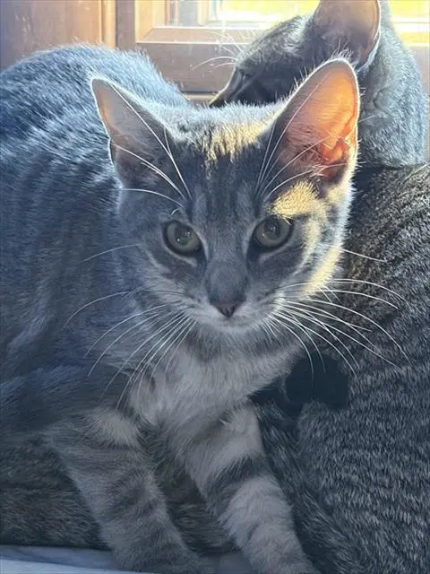 Sunny - Domestic Short Hair