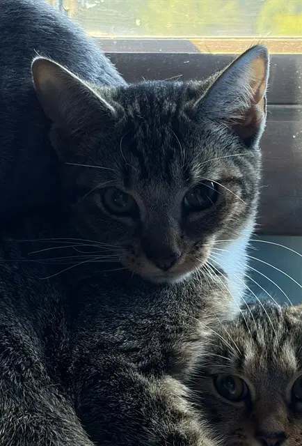 Stormy - Domestic Short Hair
