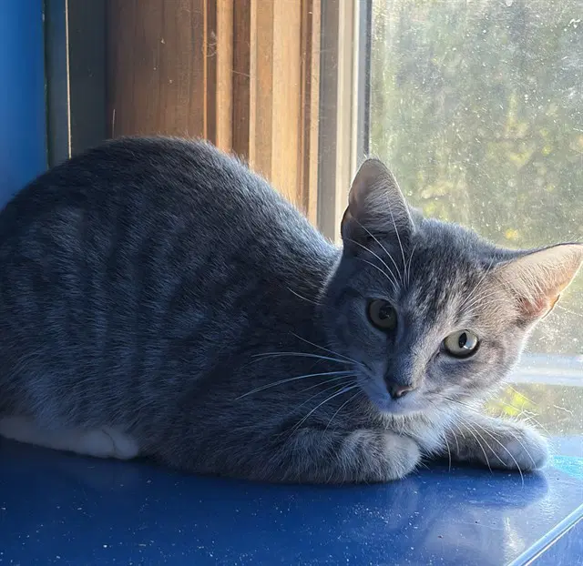 Rainy - Domestic Short Hair