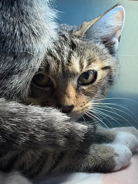 Misty - Domestic Short Hair