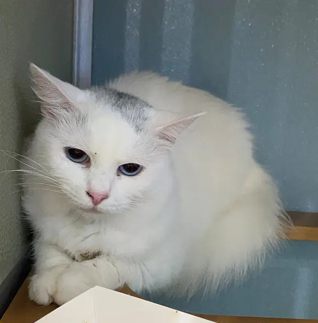 Flake - Domestic Medium Hair