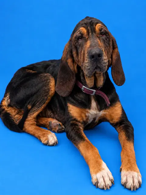 Remi - Bloodhound