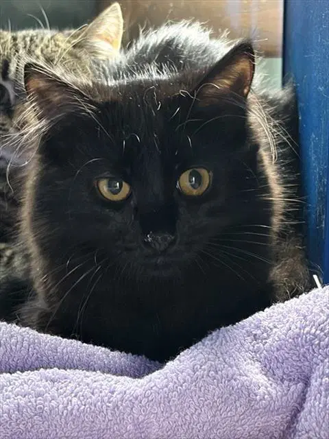 Honey - Domestic Medium Hair