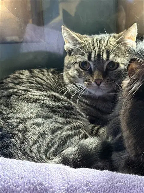 Maple - Domestic Short Hair