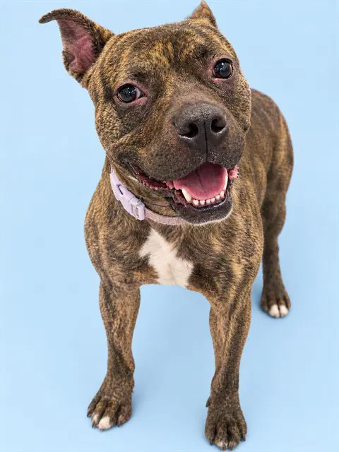 Oreo - Pit Bull Terrier