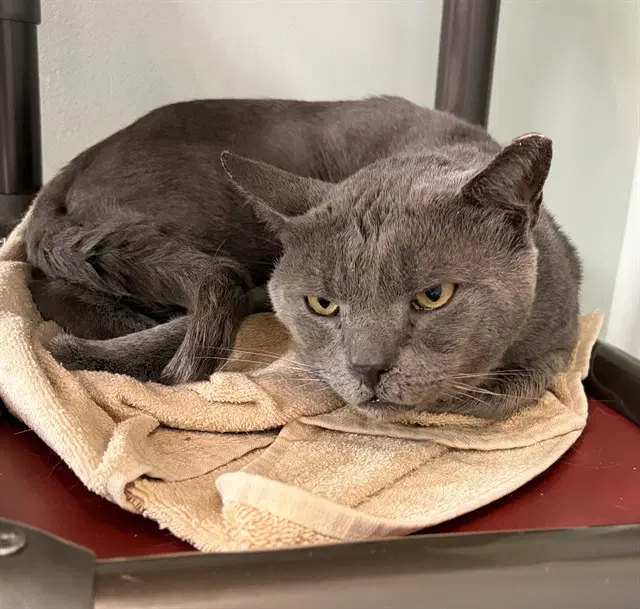 Oscar - Domestic Short Hair