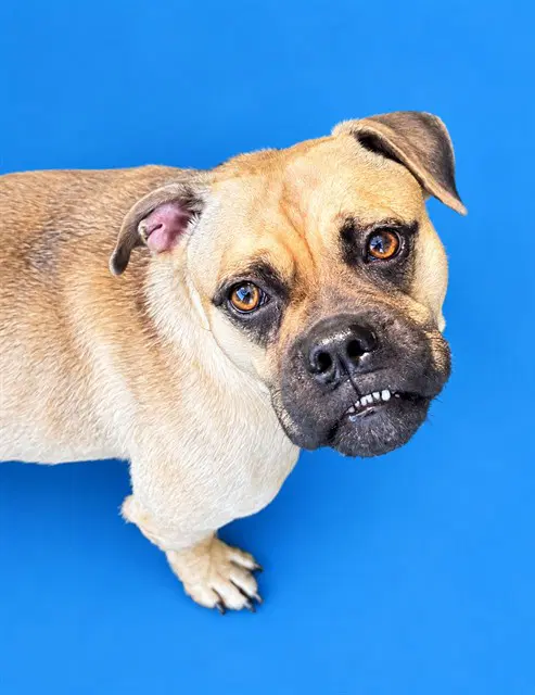 Dottie - Boxer