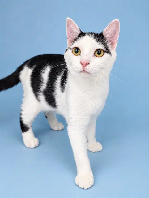 Meredith - Domestic Short Hair