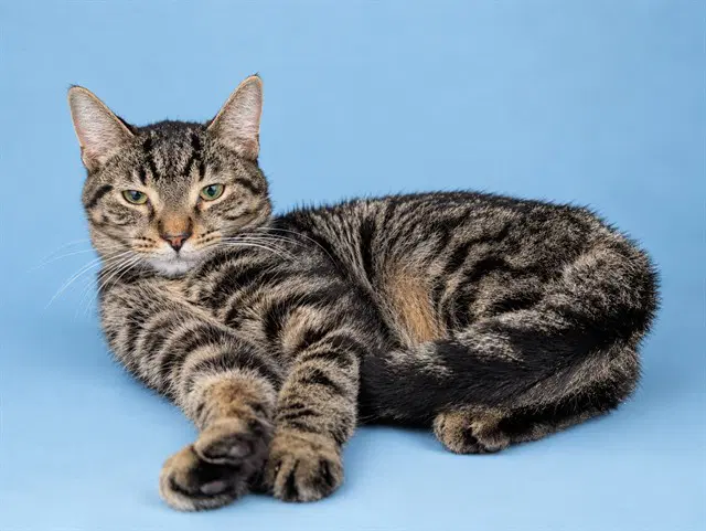 Turbo - Domestic Short Hair