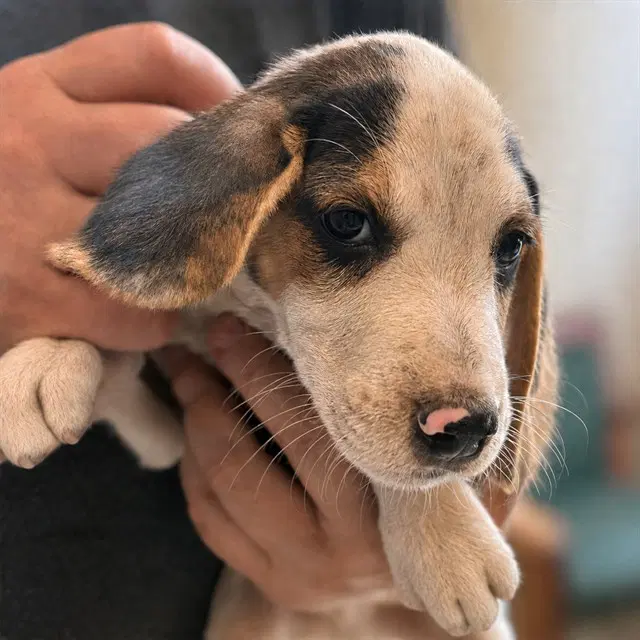 Cash - Beagle